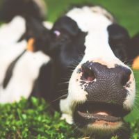 Lait de vache : allié santé ou faux ami ?